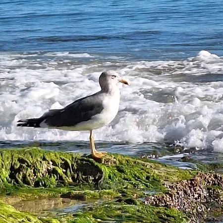 Sweet On The Playa Del Cura דירה טורבייחה